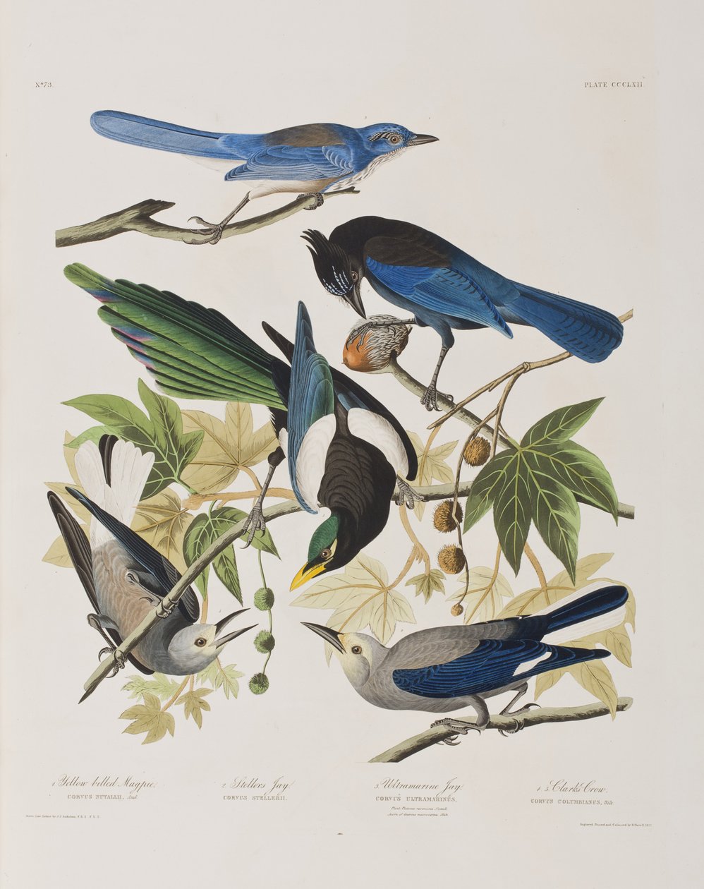 Illustration from 