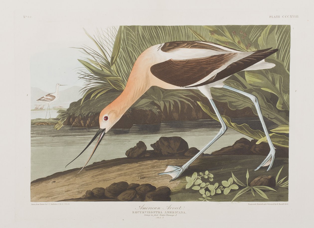Illustration from 