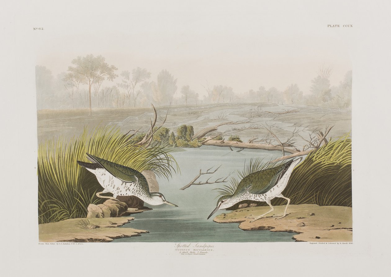 Illustration from 