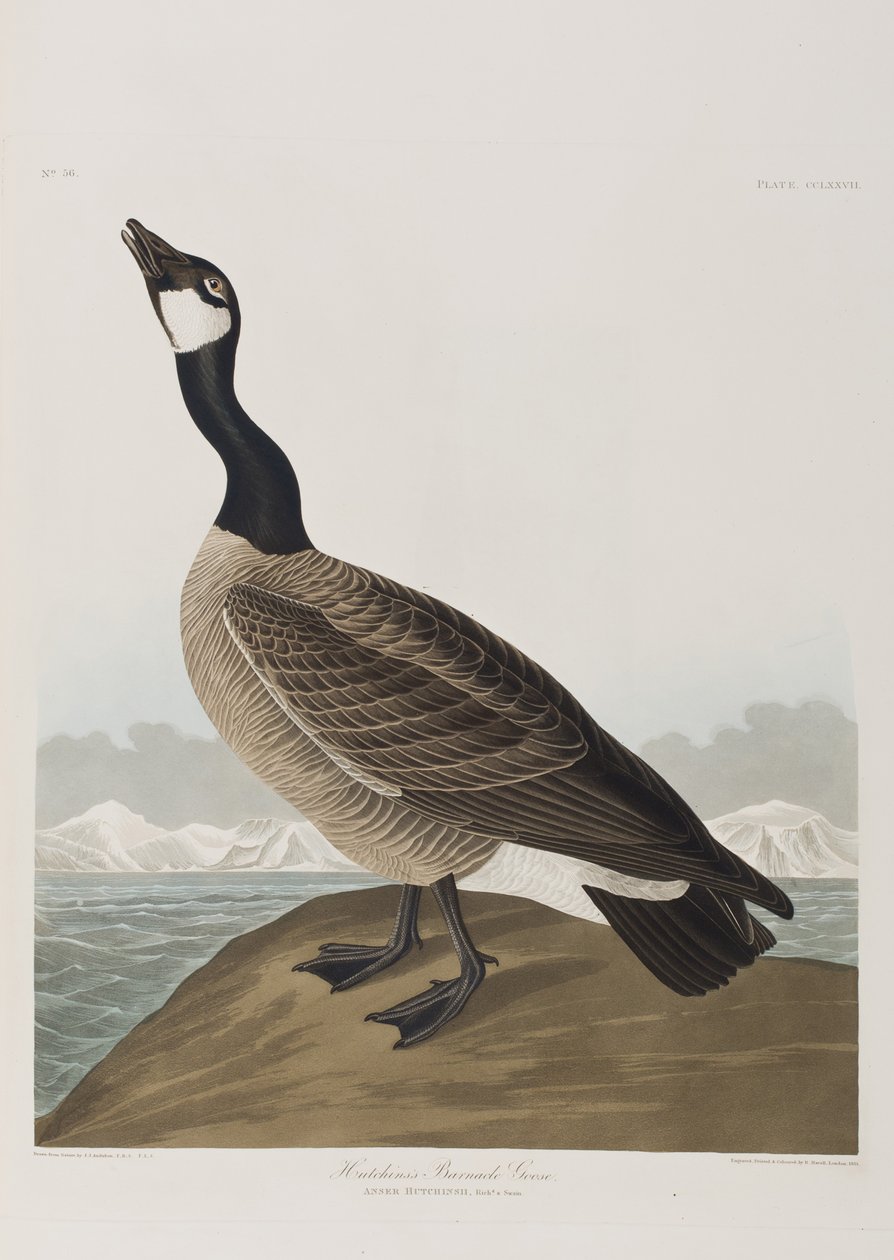 Illustration from 