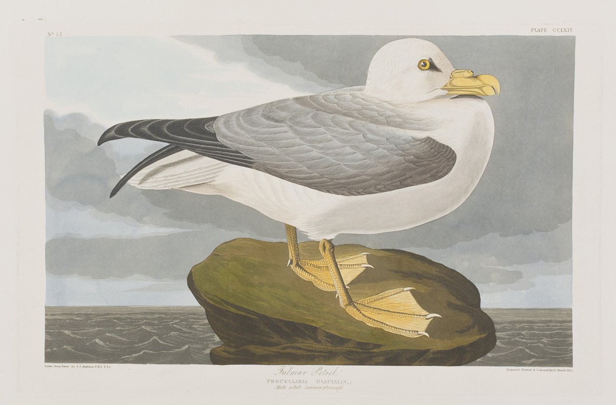 Illustration from 