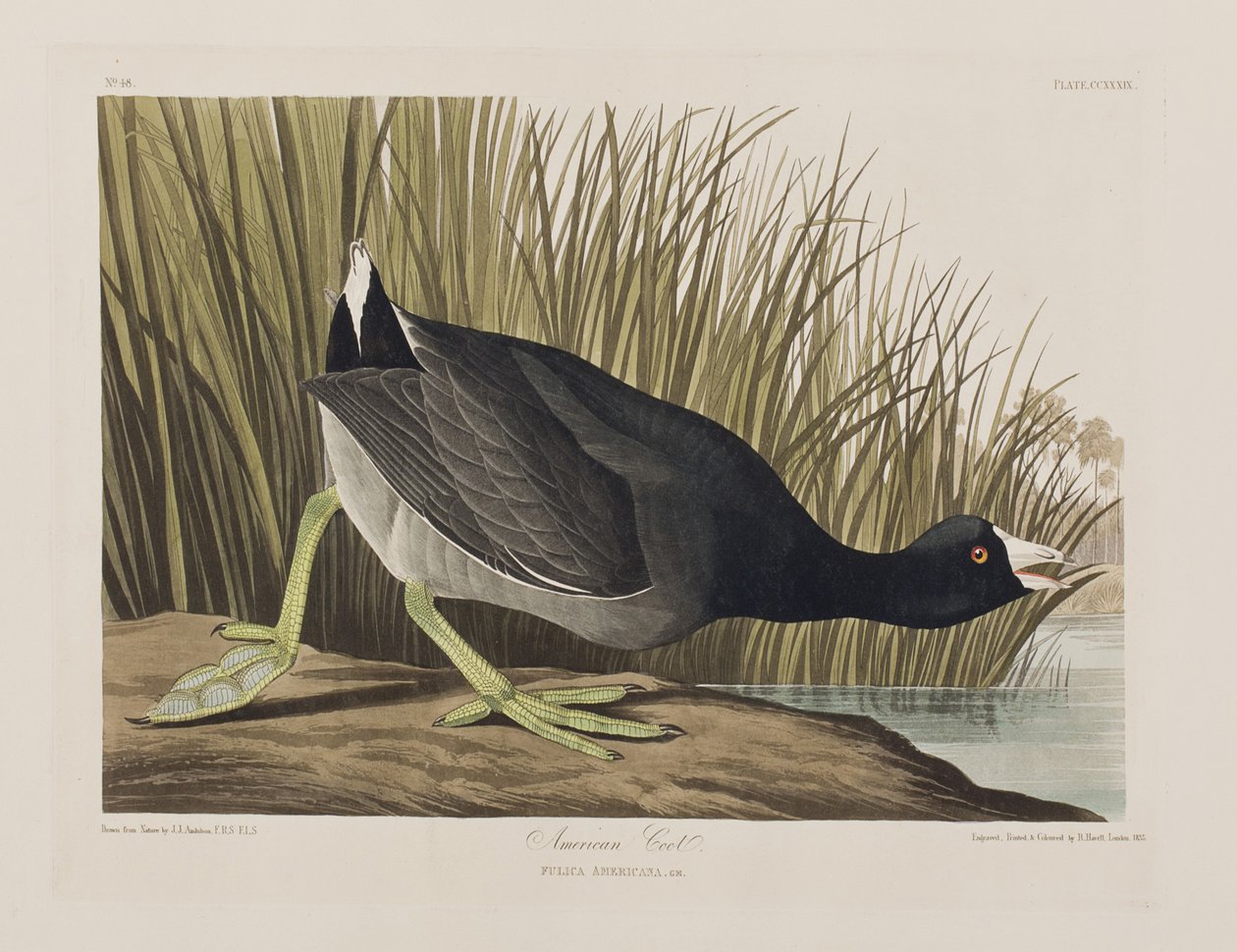 Illustration from 