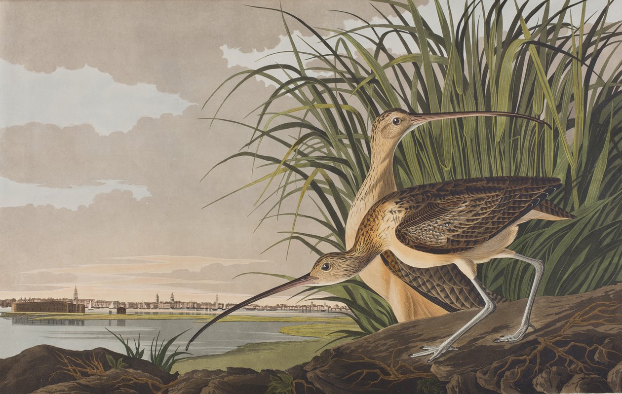 Illustration from 