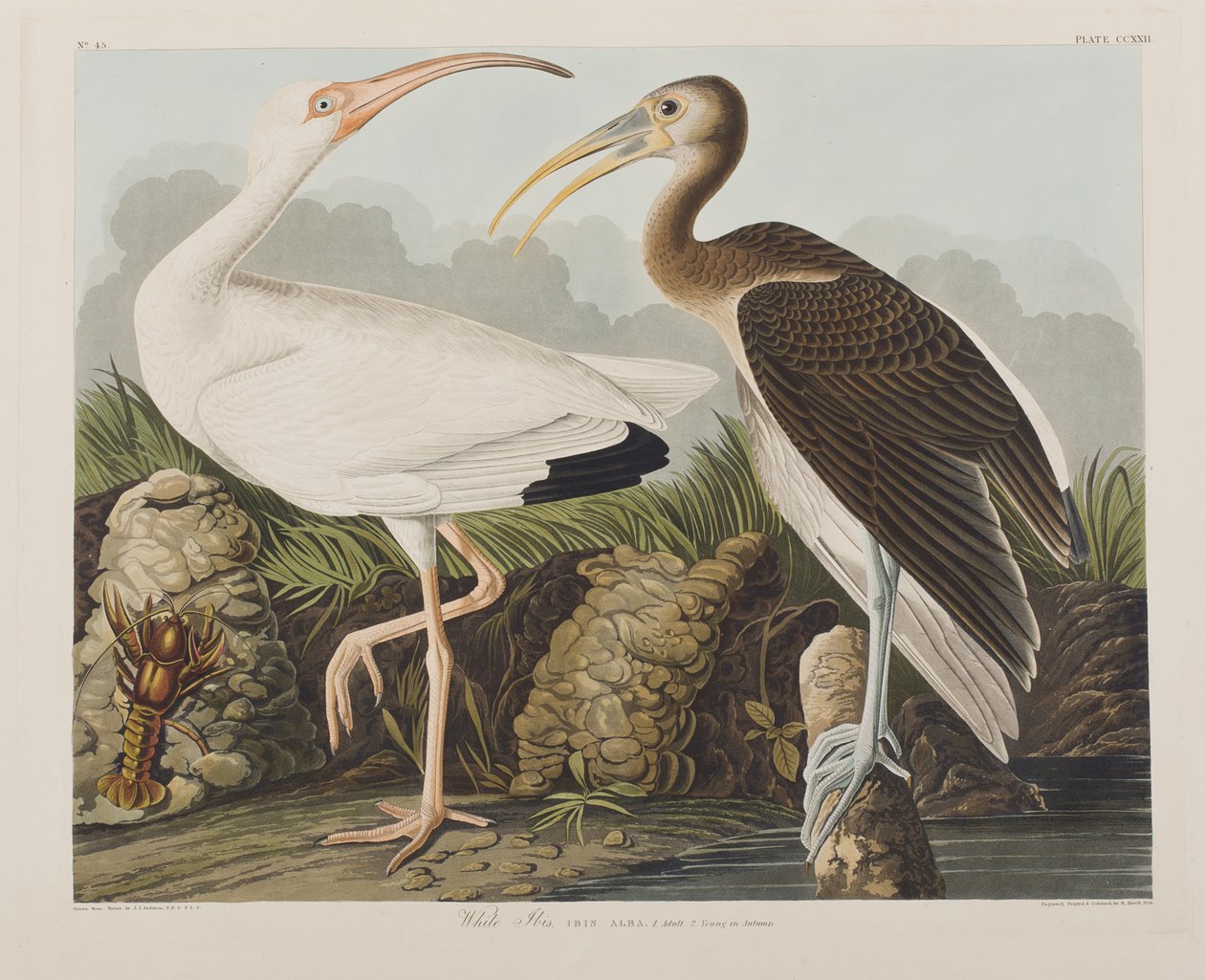 Illustration from 
