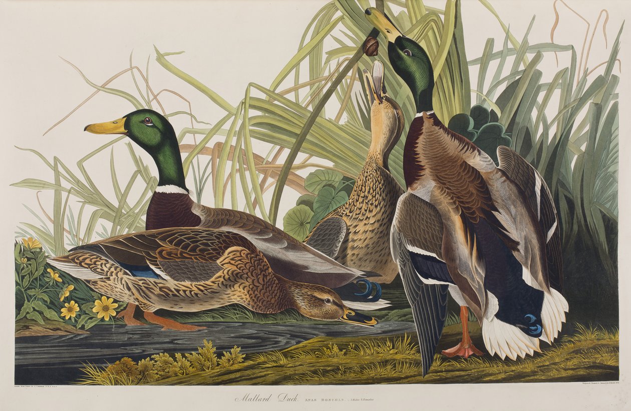 Illustration from 
