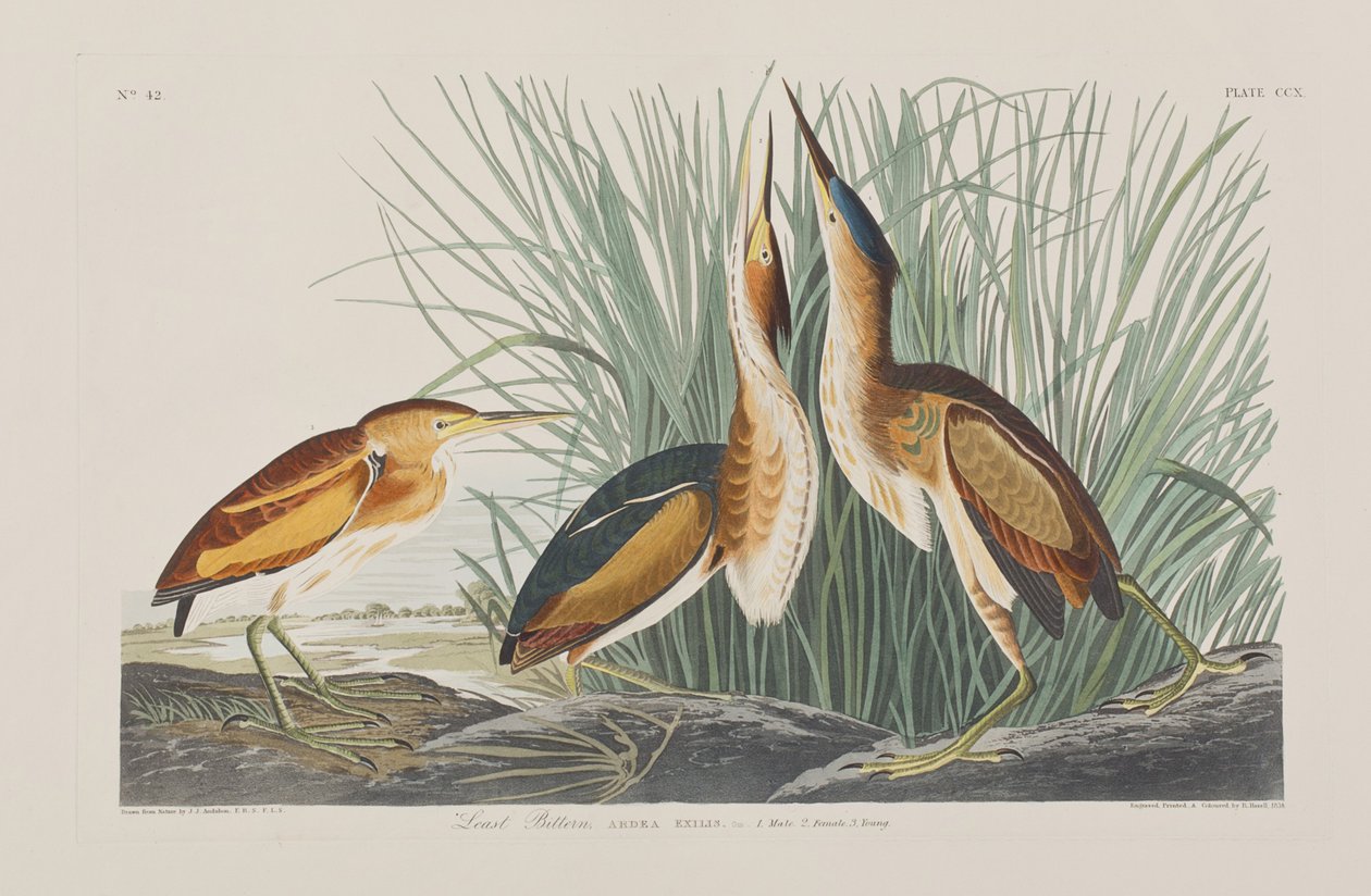 Illustration from 