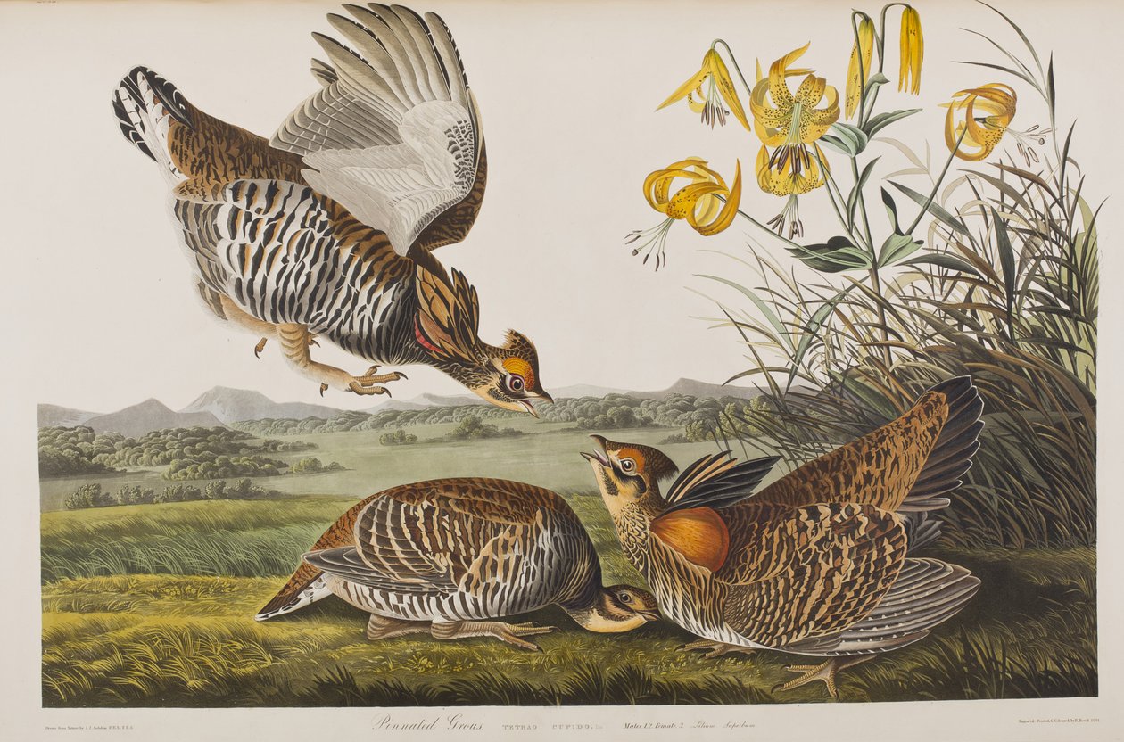 Illustration from 