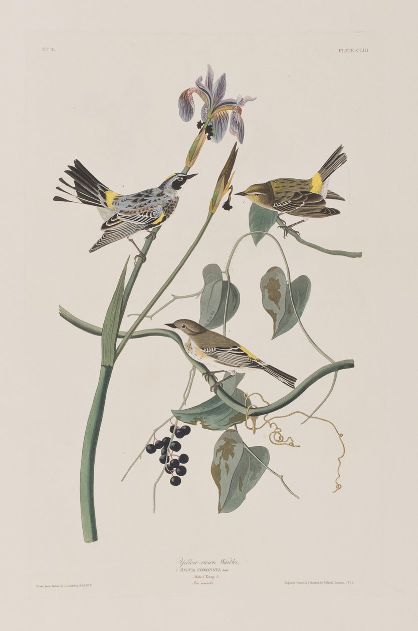 Illustration from 