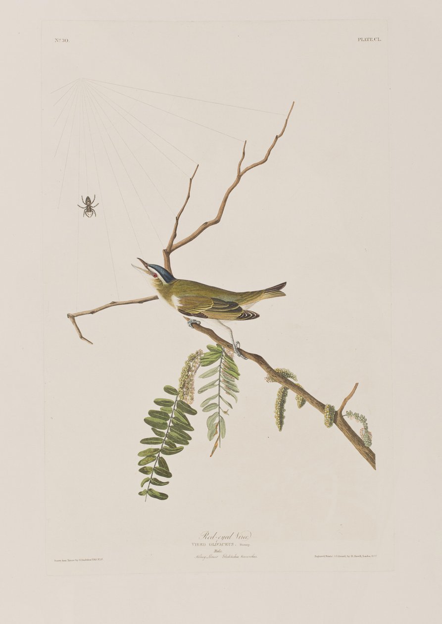 Illustration from 