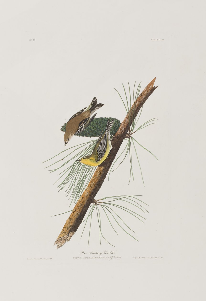 Illustration from 