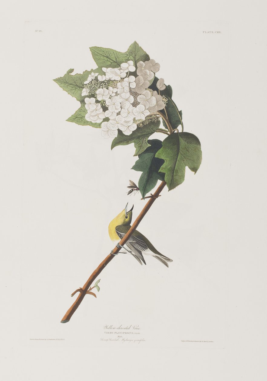 Illustration from 