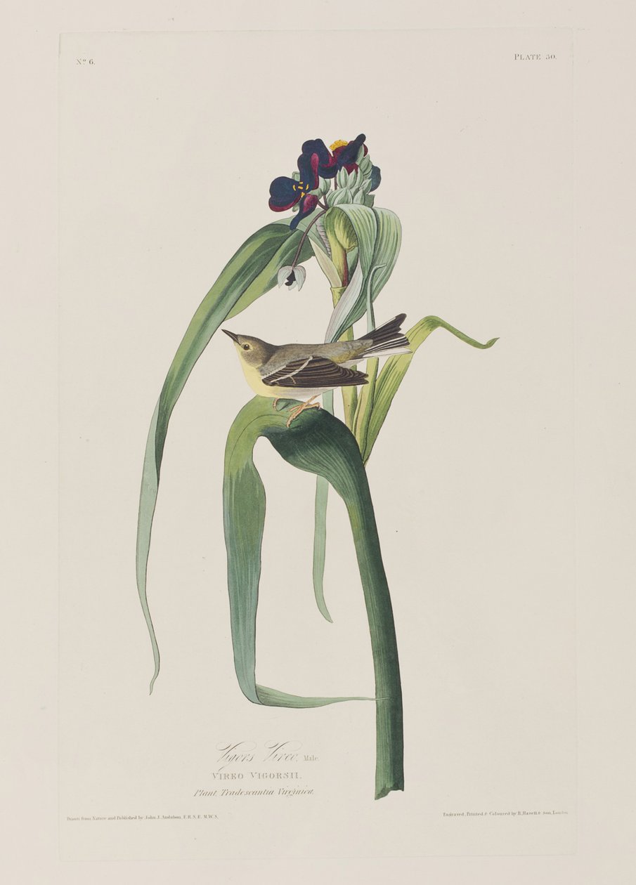 Illustration from 