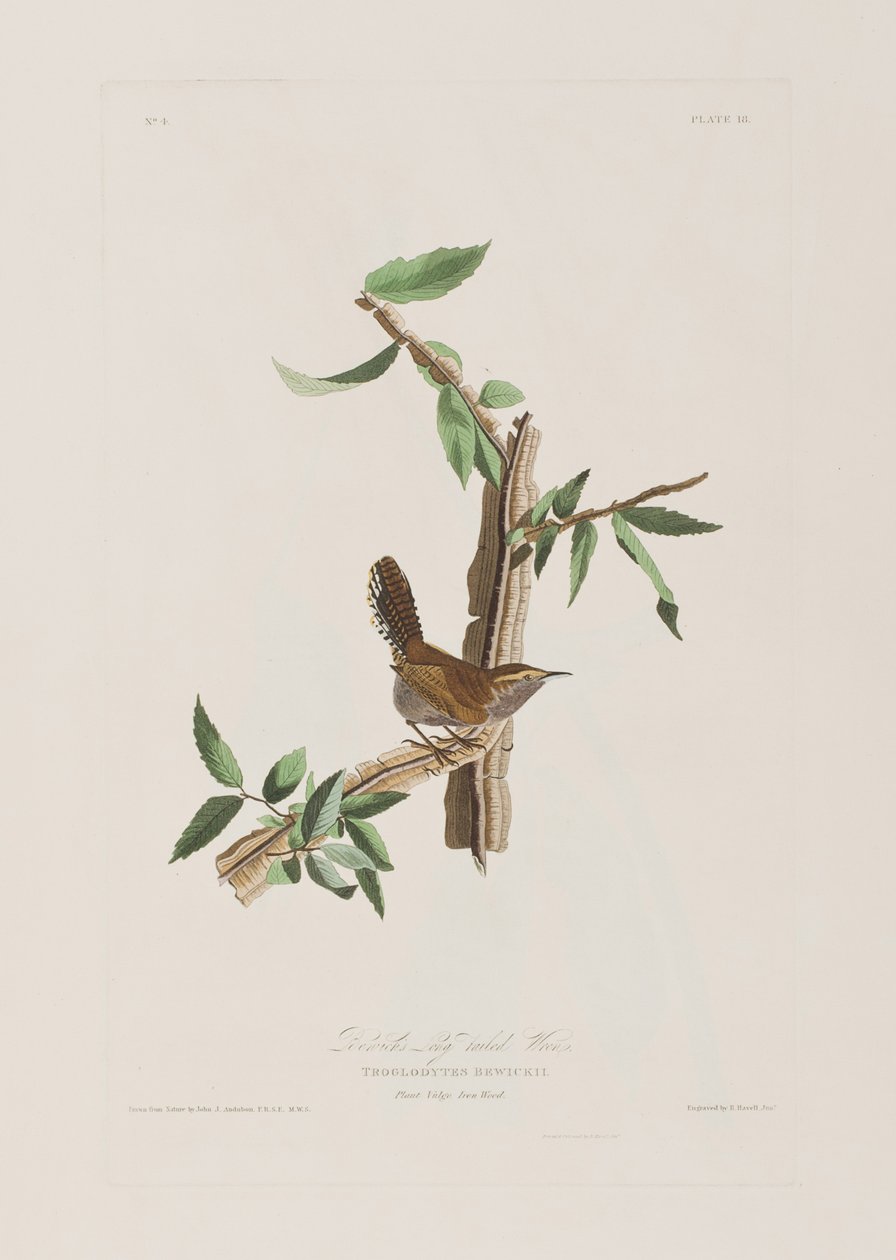 Illustration from 