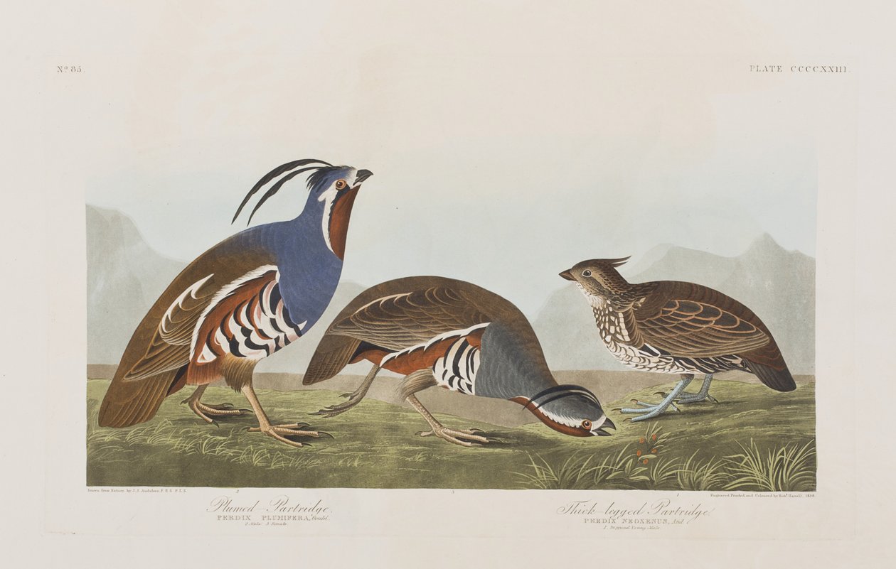 Illustration from 