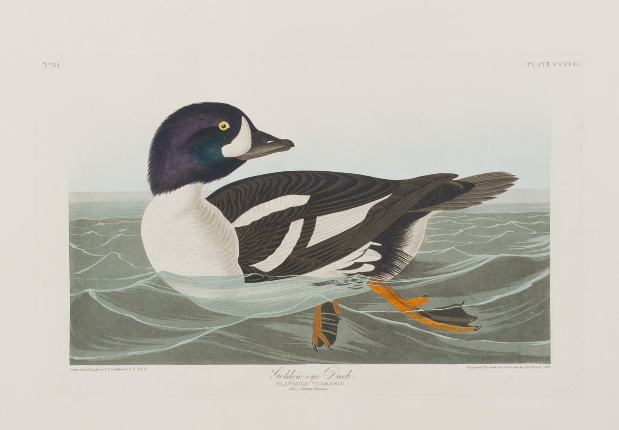 Illustration from 