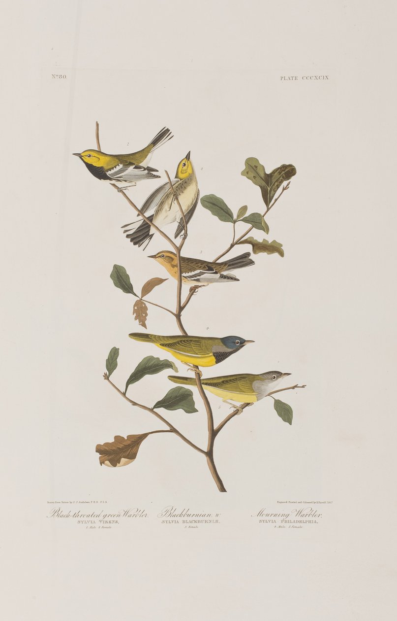 Illustration from 