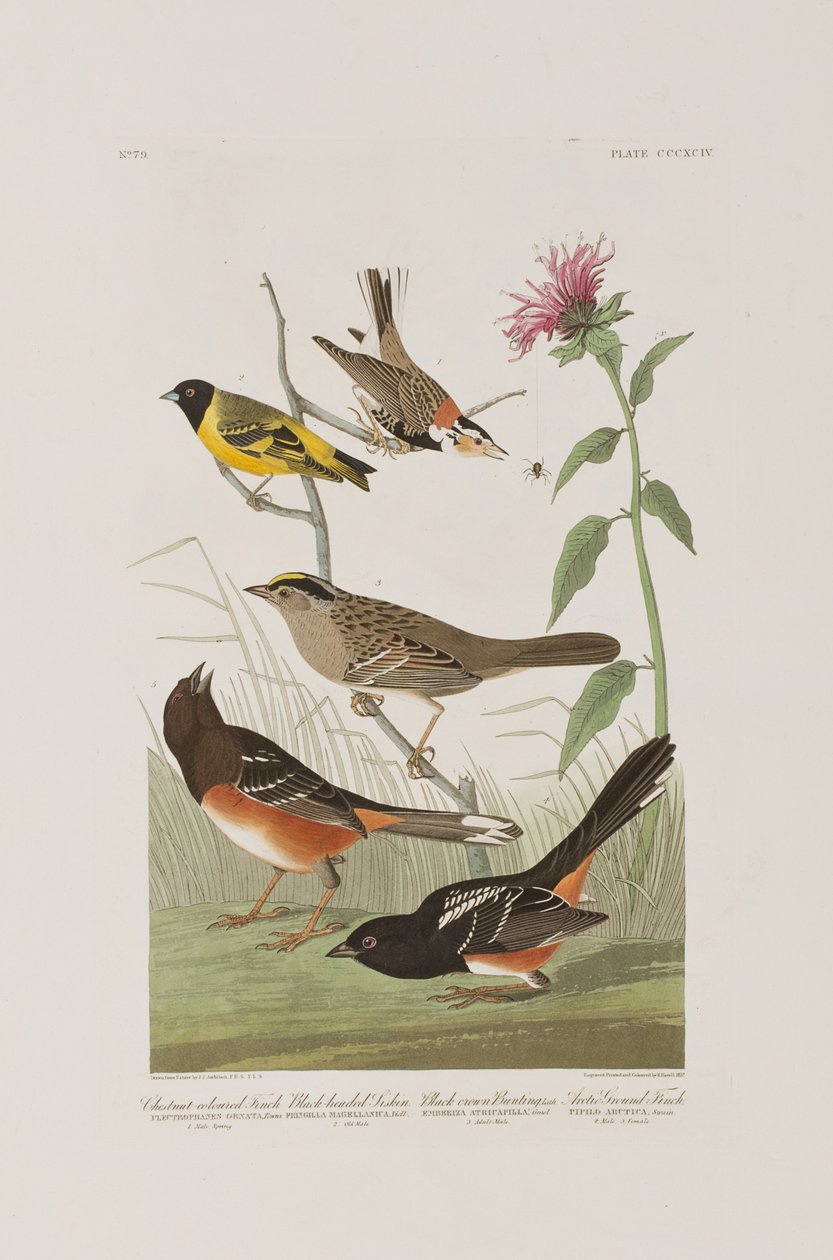 Illustration from 