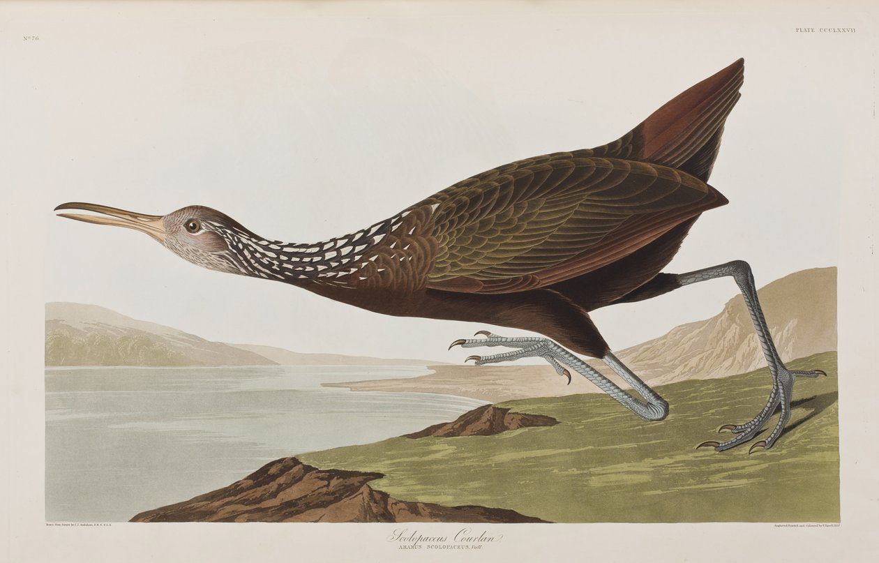 Illustration from 