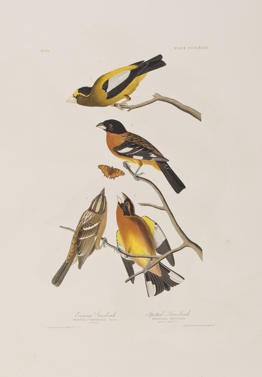 Illustration from 