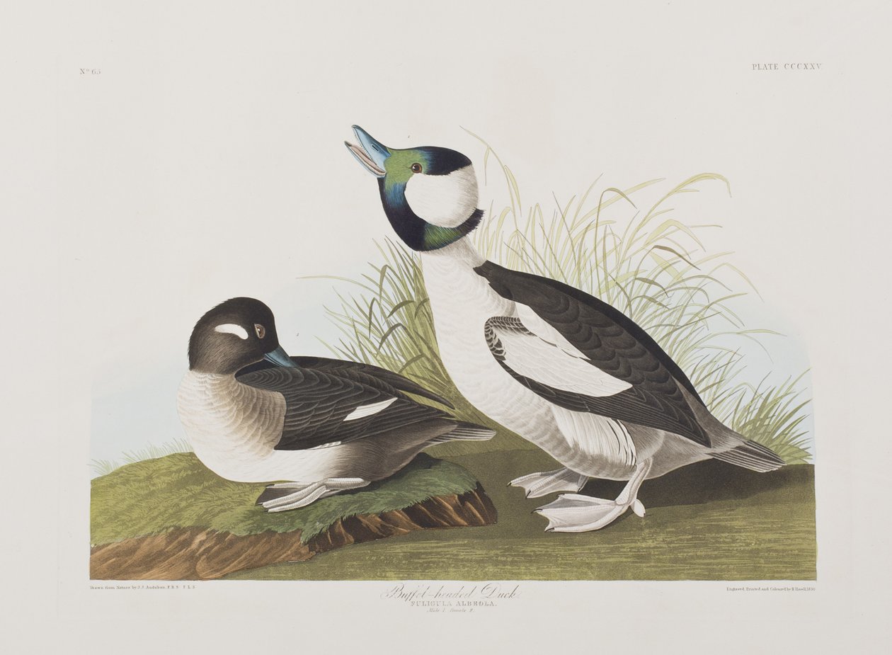 Illustration from 