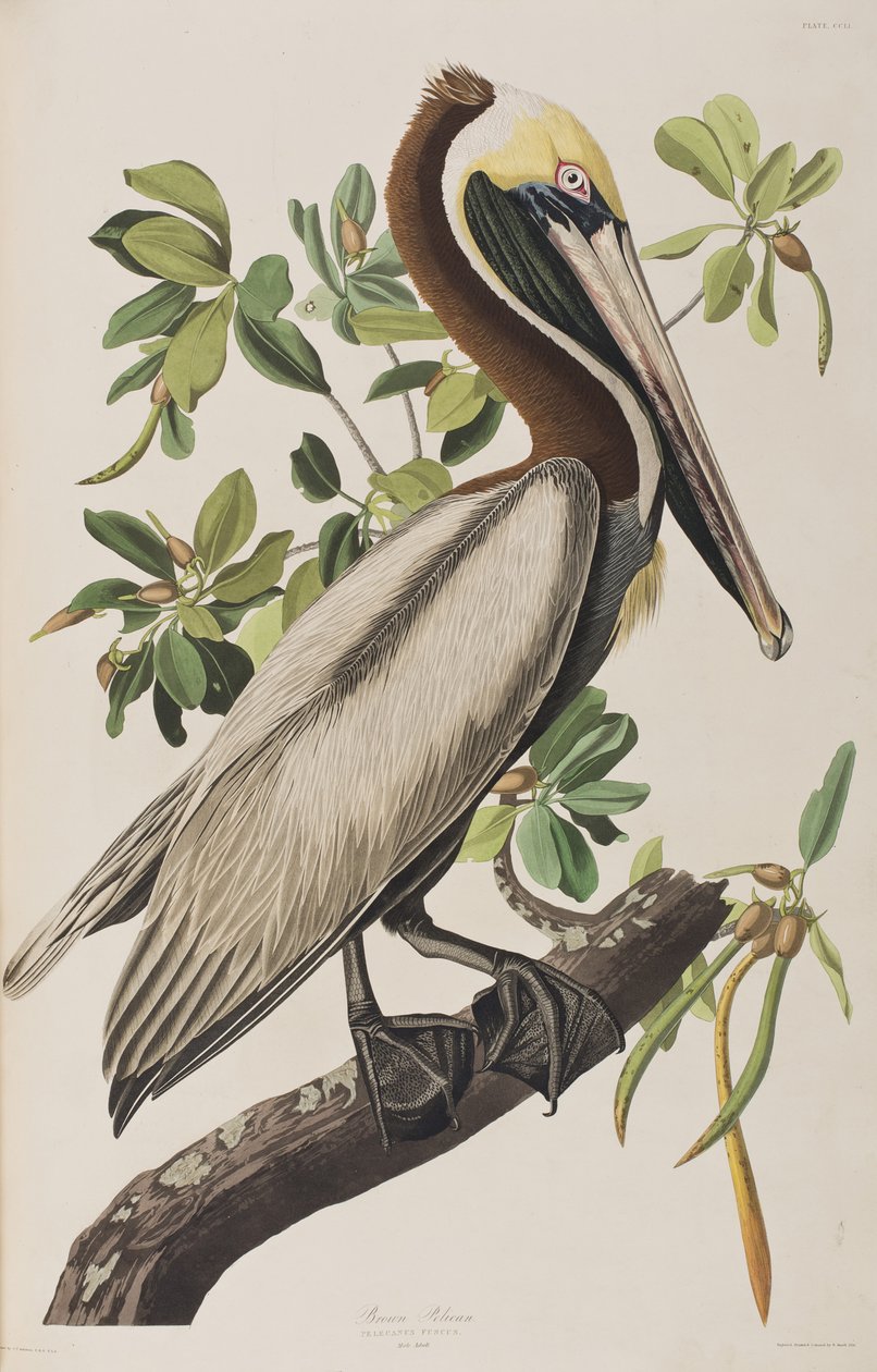 Illustration from 