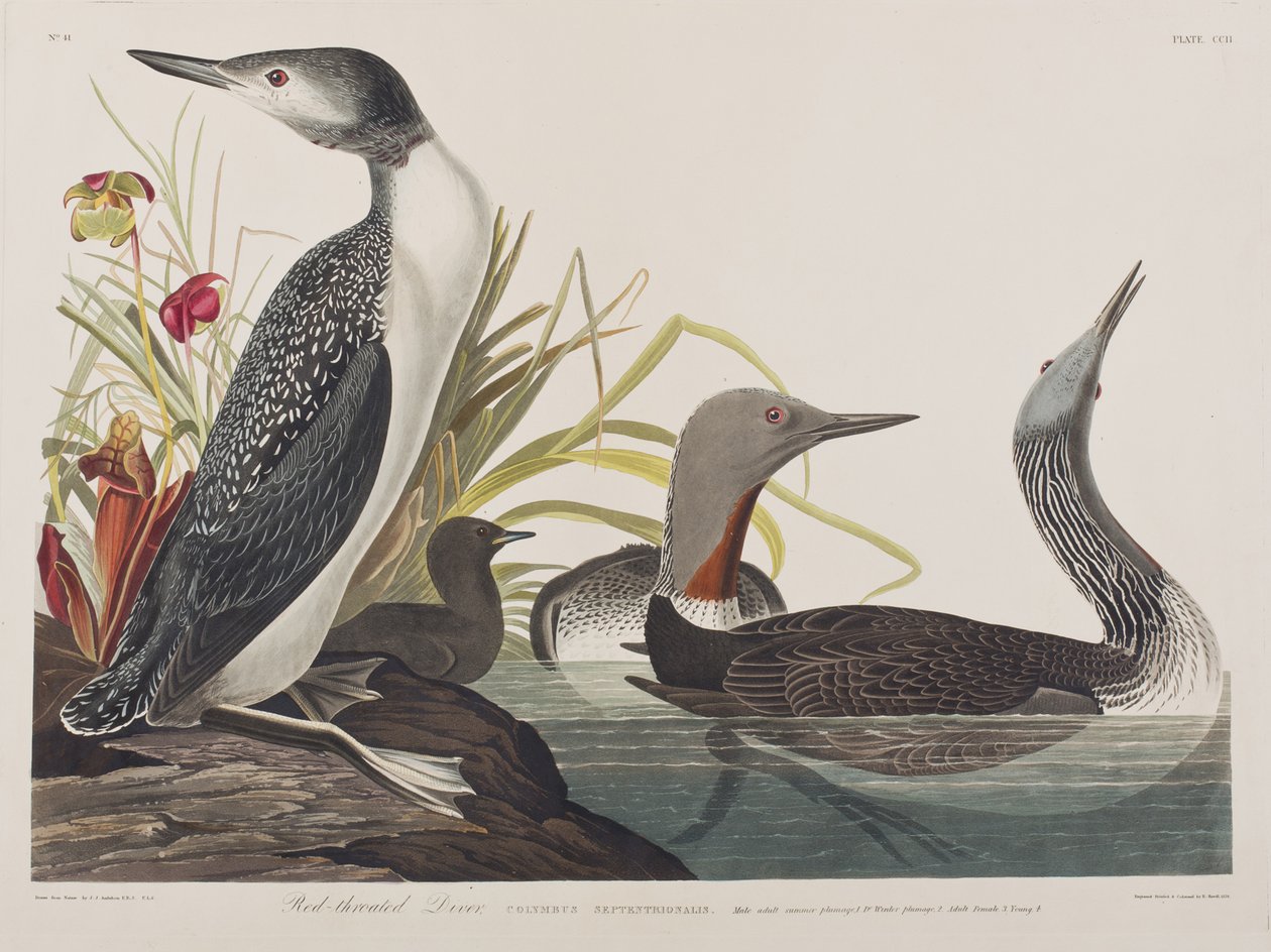 Illustration from 