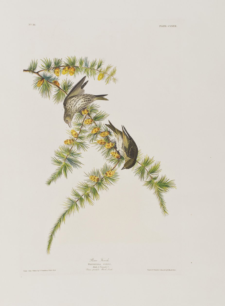 Illustration from 