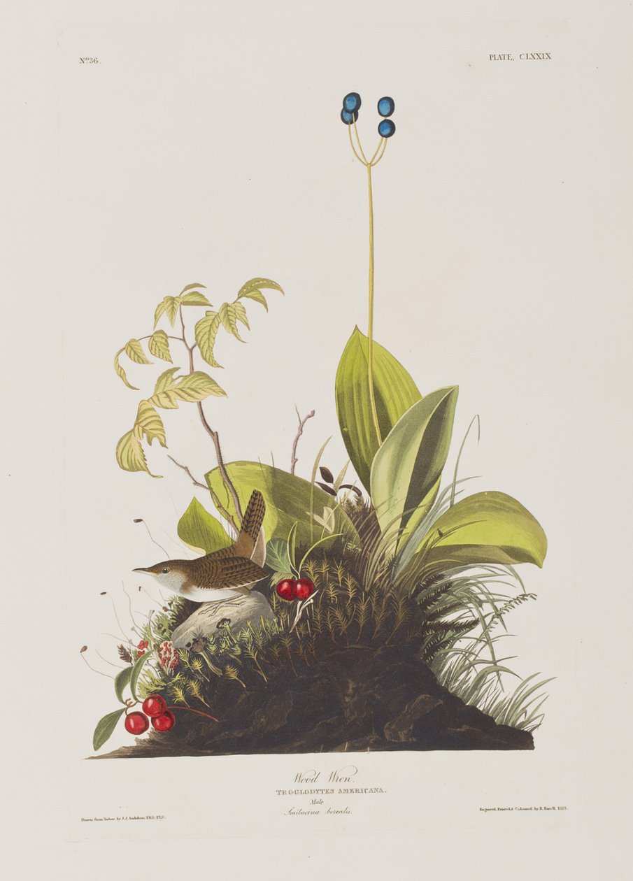 Illustration from 