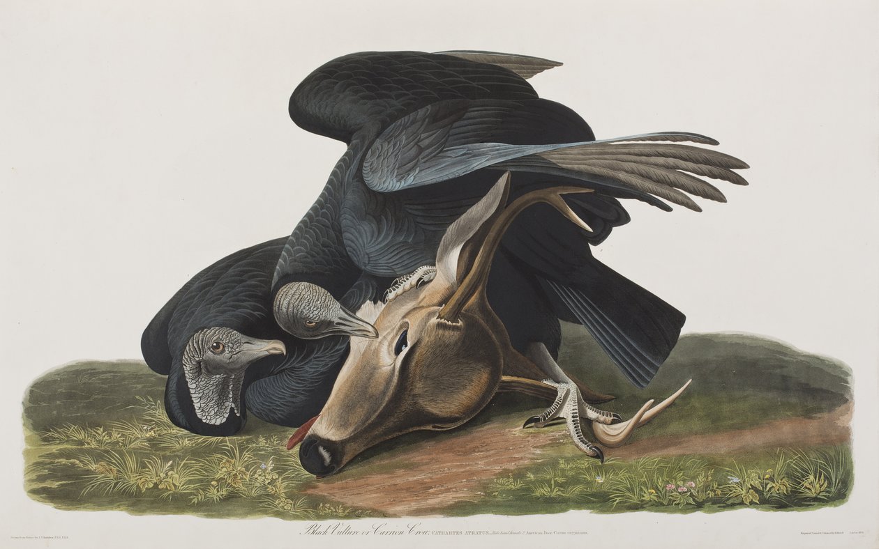Illustration from 