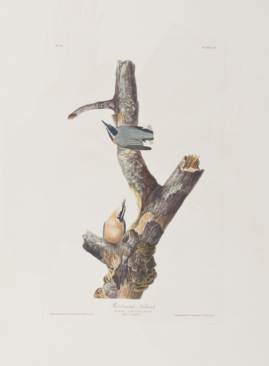 Illustration from 