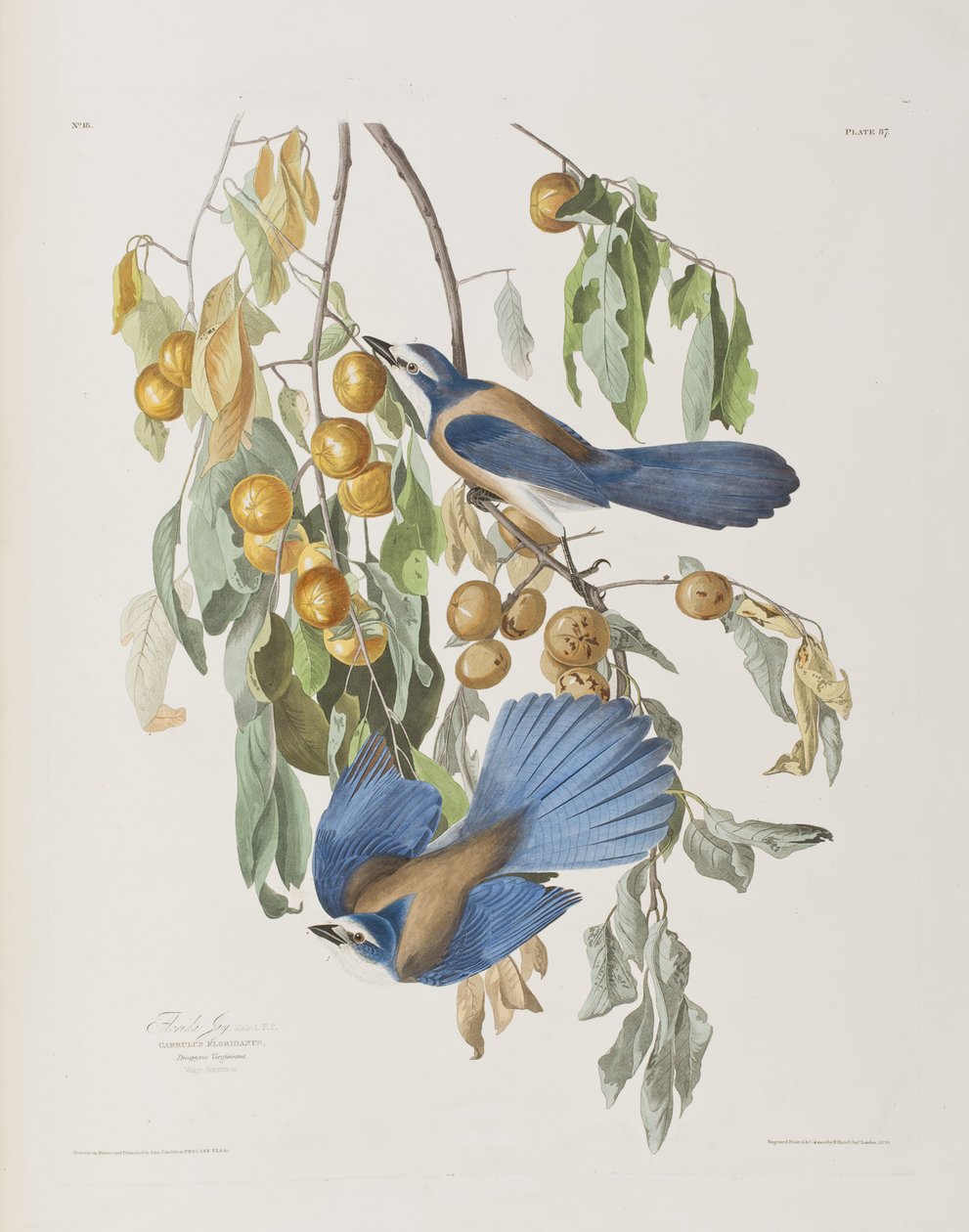 Illustration from 