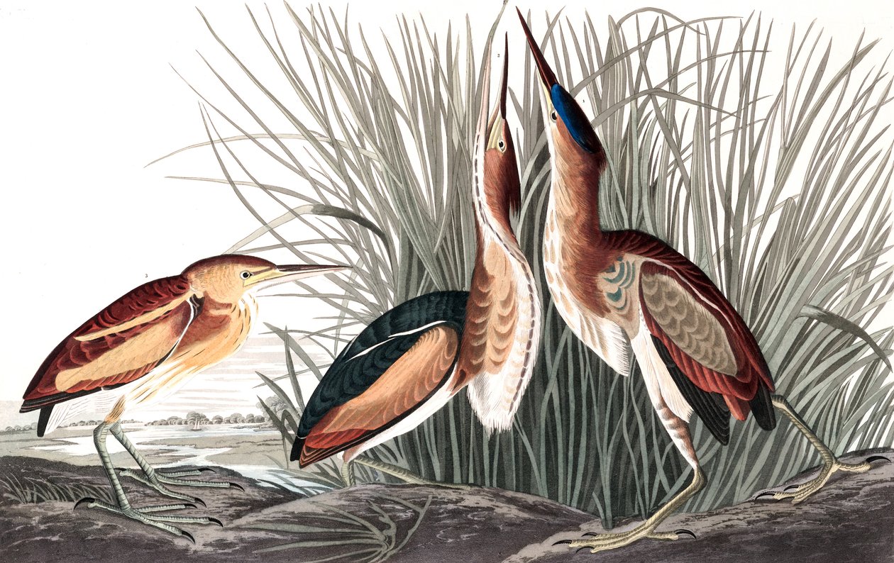 Least Bittern ، Ixobrychus Exilis ، من "طيور أمريكا" بقلم جون جيه أودوبون ، حانة. 1827-1838 (ونقش ملون) بواسطة جون جيمس أودوبون
