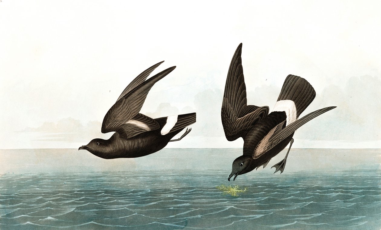 Least Stormy Petrel ، Thalassidroma Pelagica ، من "The Birds of America" بقلم John J. Audubon ، pub. 1827-38 بواسطة جون جيمس أودوبون