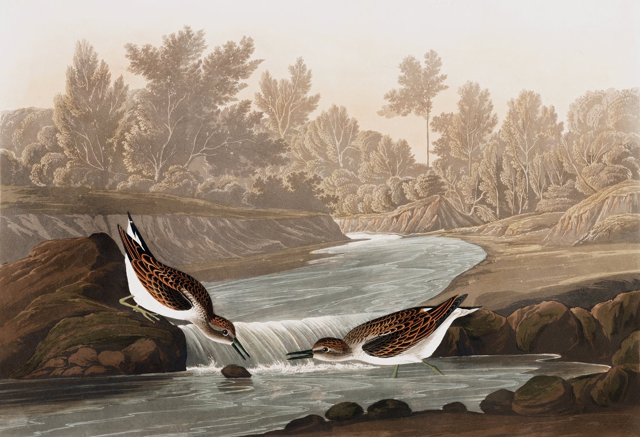 Little Sandpiper ، Tringa Pusilla ، من "The Birds of America" بقلم John J. Audubon ، حانة. 1827-38 بواسطة جون جيمس أودوبون