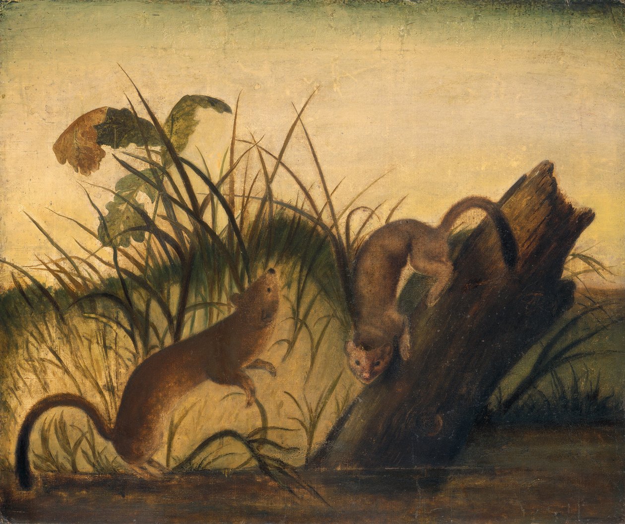 ابن عرس طويل الذيل ، ج. 1845. بواسطة جون جيمس أودوبون