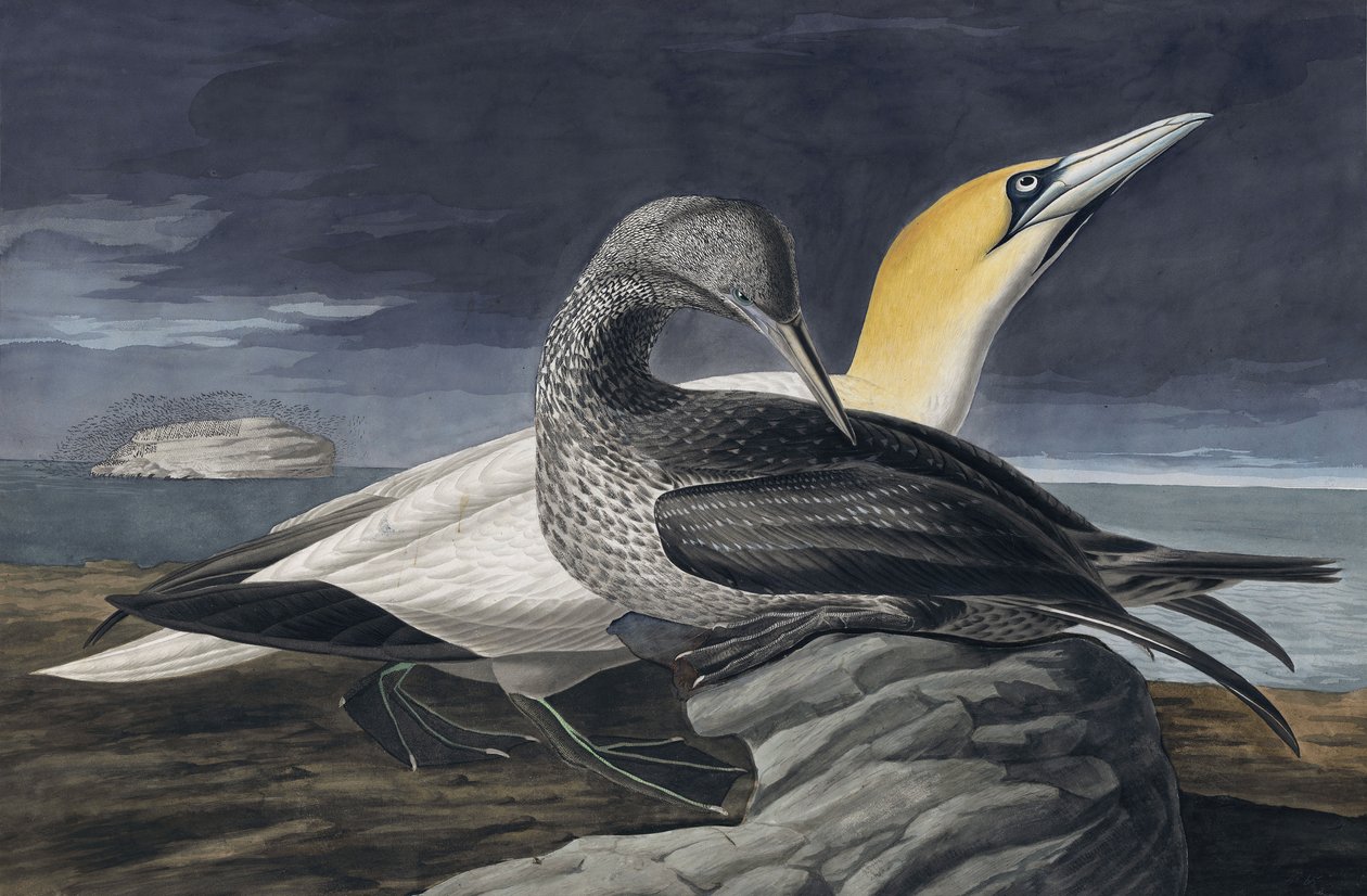 الجانيت الشمالية ، Morus Bassanus ، من "طيور أمريكا" بقلم جون ج. أودوبون ، حانة. 1827-38 بواسطة جون جيمس أودوبون