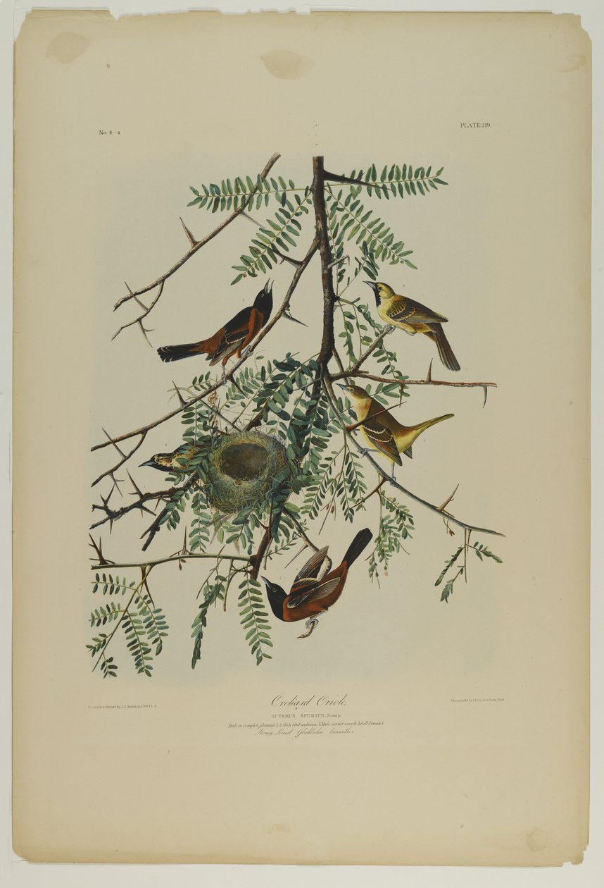 Orchard Oriole ، طبعه جوليان بيان ونشره Roe Lockwood & Son ، 1861 (chromolithograph) بواسطة جون جيمس أودوبون