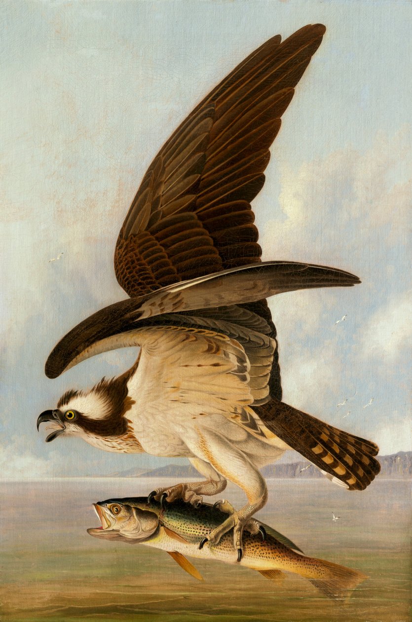 Osprey و Weakfish بواسطة جون جيمس أودوبون