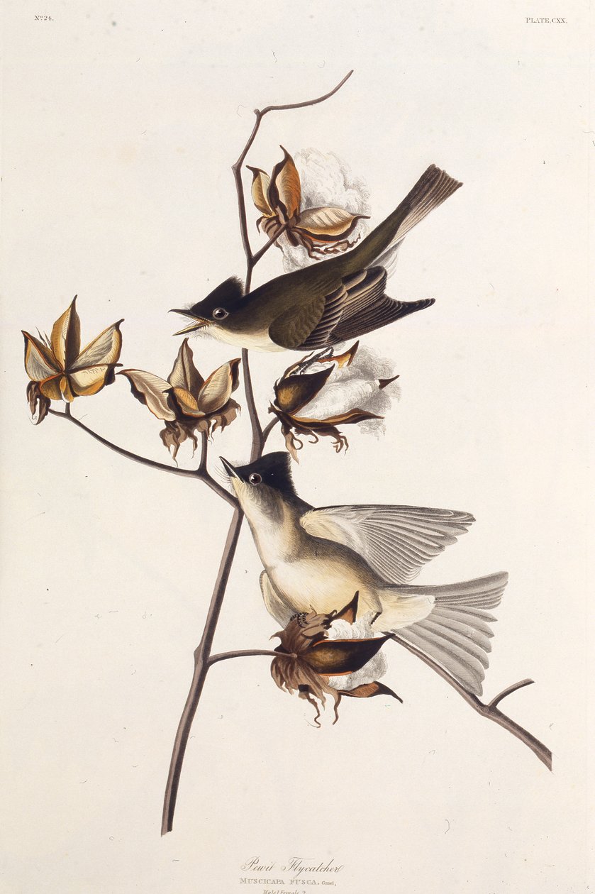 Pewit Flycatcher. من طيور أمريكا ، 1827-1838. بواسطة جون جيمس أودوبون
