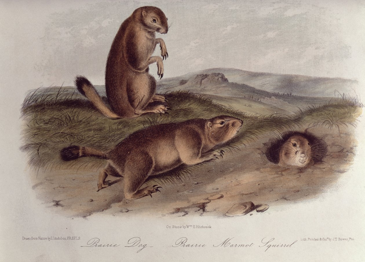 كلب البراري من "Quadrupeds of North America" ، 1842-5 ، (الطباعة الحجرية) بواسطة جون جيمس أودوبون