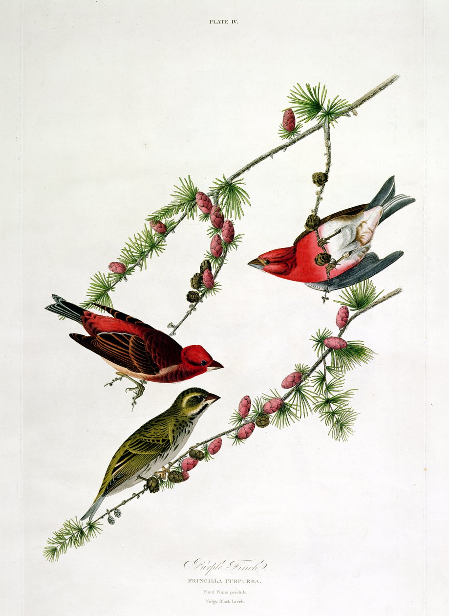 بيربل فينش ، من "طيور أمريكا" ، منقوش بواسطة ويليام هوم (1788-1859) بواسطة جون جيمس أودوبون