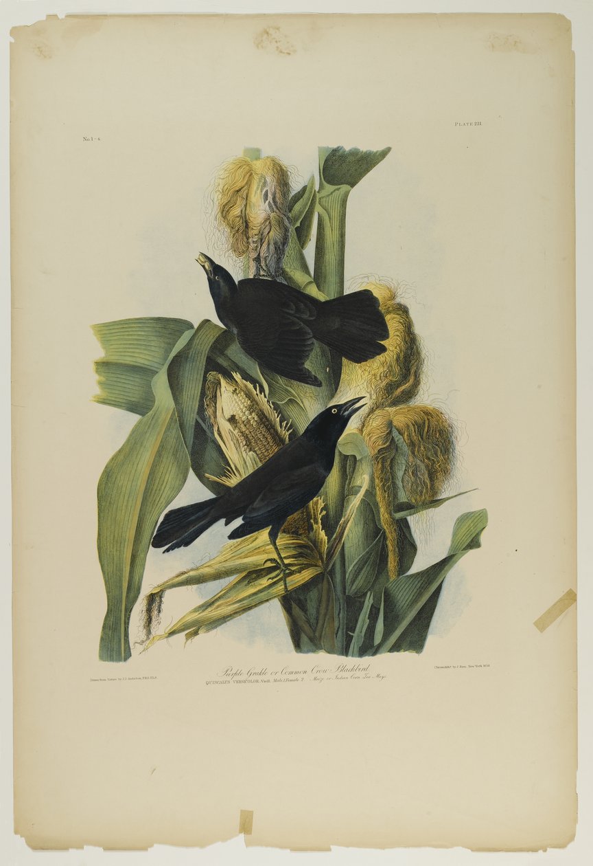 أرجواني Grackle أو Common Crow Blackbird ، طبعه Julien Bien ونشرته Roe Lockwood & Son ، 1861 (chromolithograph) بواسطة جون جيمس أودوبون