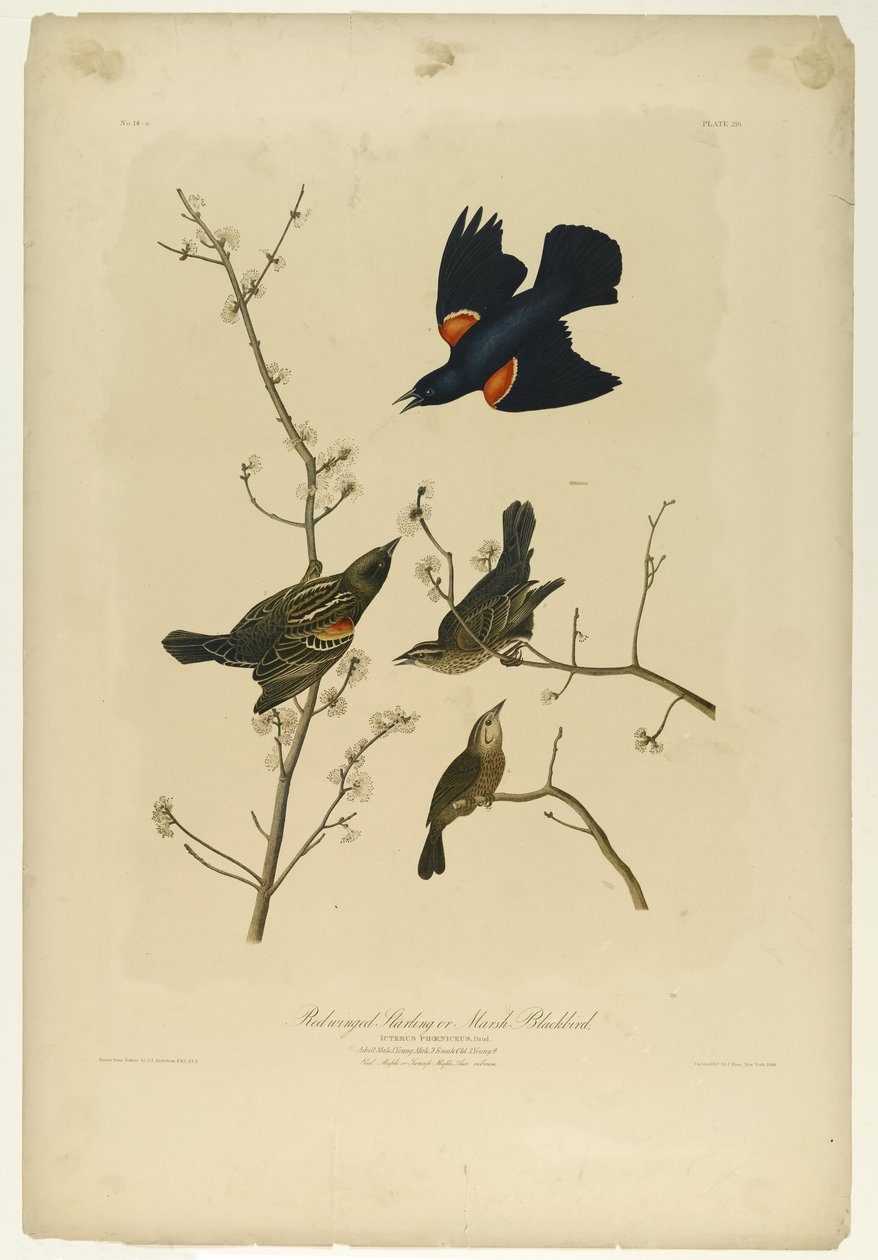 Starling ذو الأجنحة الحمراء أو Marsh Blackbird ، طبعها Julien Bien ونشرتها Roe Lockwood & Son ، 1861 (chromolithograph) بواسطة جون جيمس أودوبون