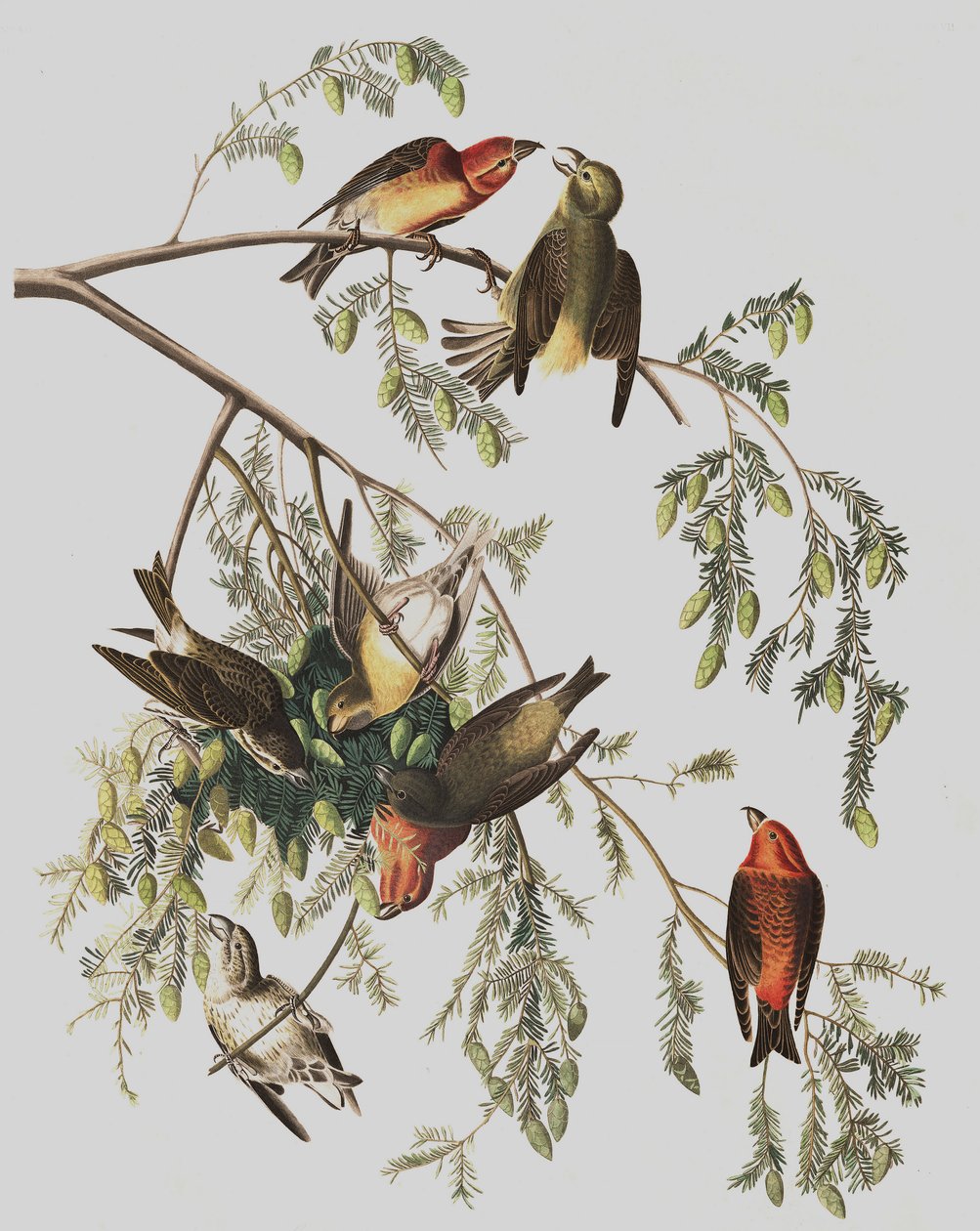 Red Crossbill ، Loxia Curvirostra ، من "طيور أمريكا" بقلم جون ج. أودوبون ، حانة. 1827-38 بواسطة جون جيمس أودوبون