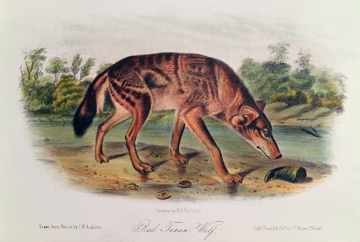 الذئب الأحمر من "رباعيات أمريكا الشمالية" ، 1842-1845 (طباعة حجرية ملونة باليد) بواسطة جون جيمس أودوبون