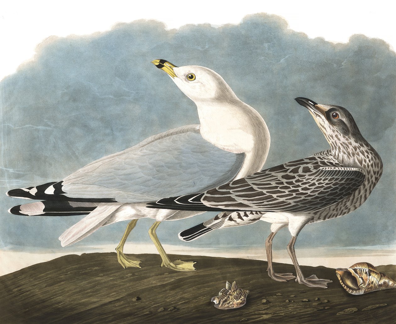 نورس فاتورة الحلقة ، Larus Delawarensis ، من "طيور أمريكا" بقلم جون ج. أودوبون ، حانة. 1827-38 بواسطة جون جيمس أودوبون