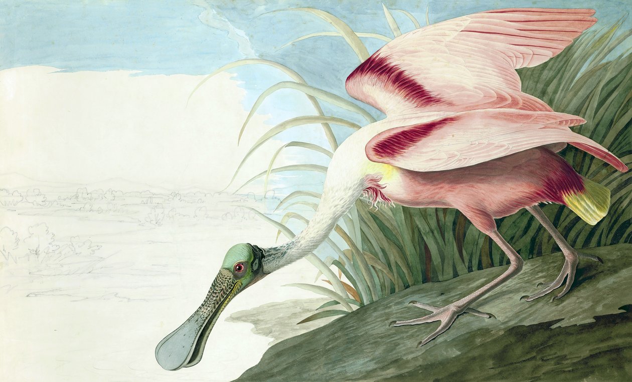 Roseate Spoonbill ، Platalea Ajaja ، من "The Birds of America" بقلم John J. Audubon ، pub. 1827-38 بواسطة جون جيمس أودوبون