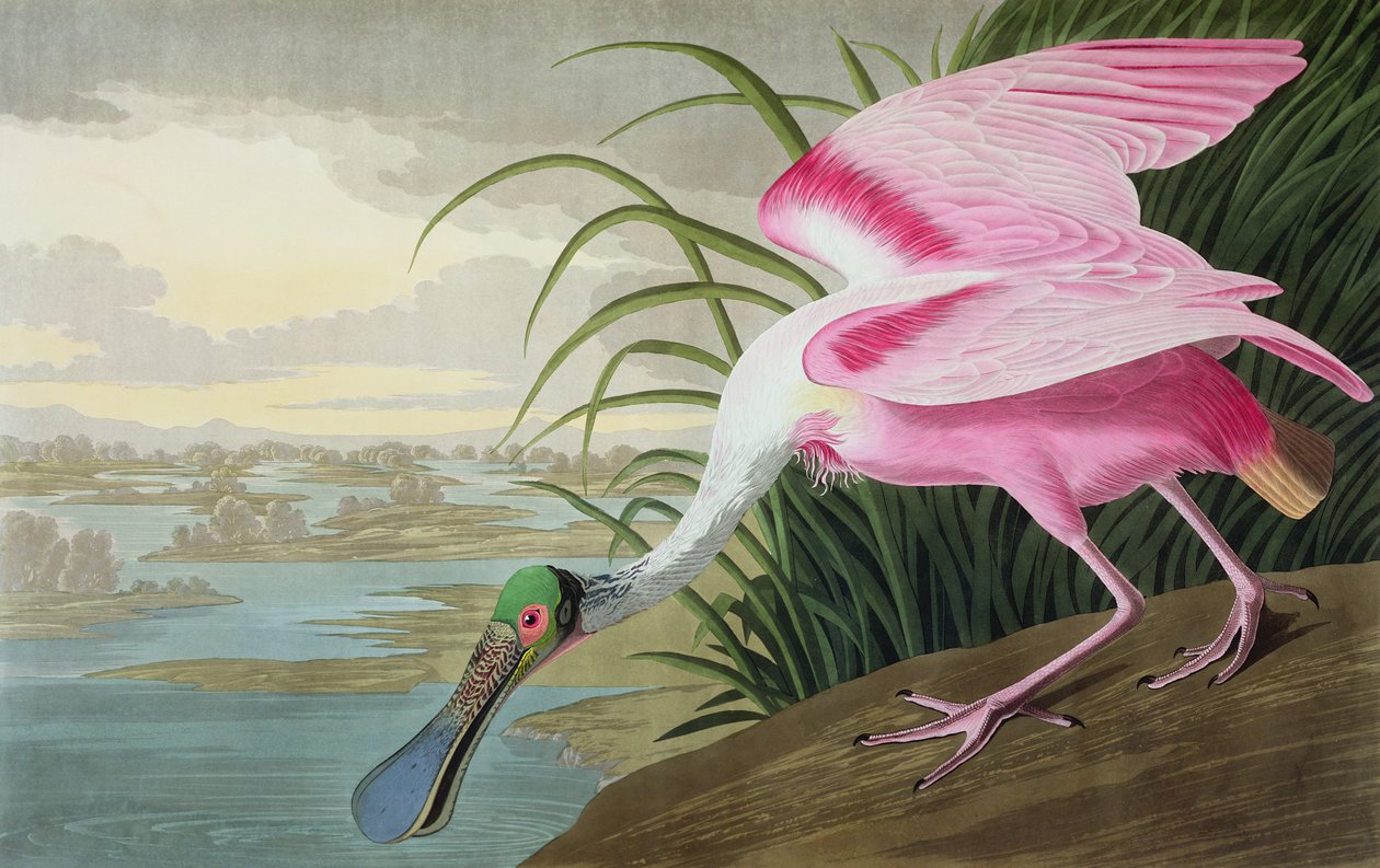 Roseate Spoonbill ، Platalea leucorodia ، من "The Birds of America" ، 1836 بواسطة جون جيمس أودوبون