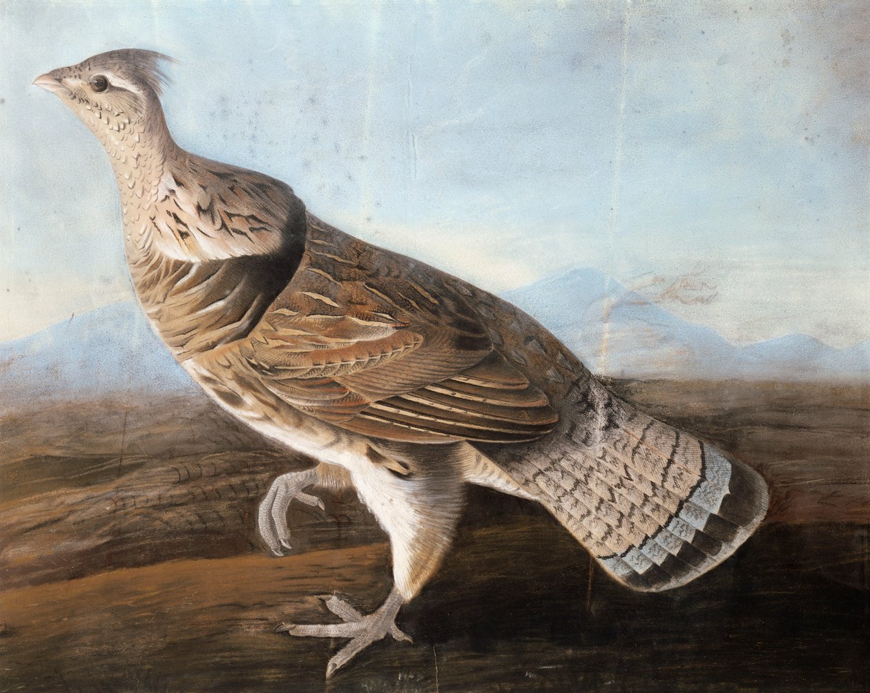 Ruffed Goose ، حوالي 1812 (باستيل على ورق) بواسطة جون جيمس أودوبون