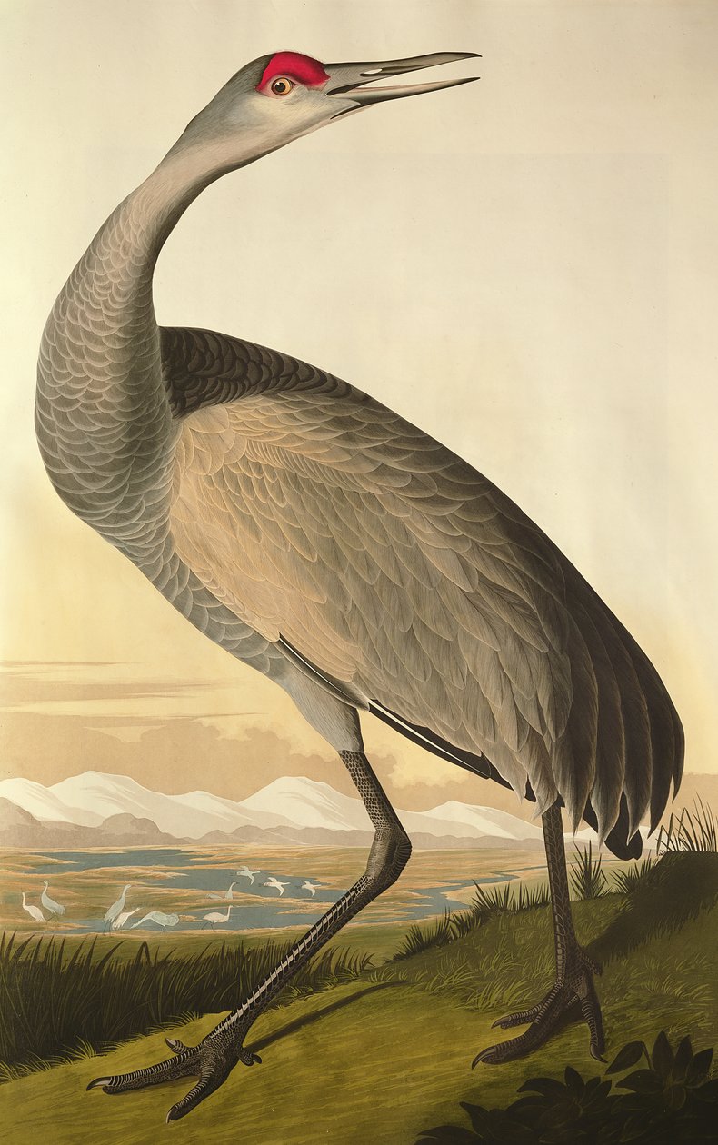 ساندهيل كرين ، من "طيور أمريكا" ، نقشها روبرت هافيل (1793-1878) 1835 بواسطة جون جيمس أودوبون